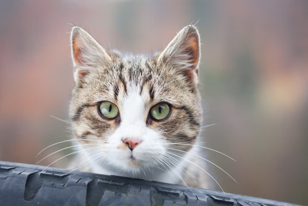Tabby cat looking over a fence outside