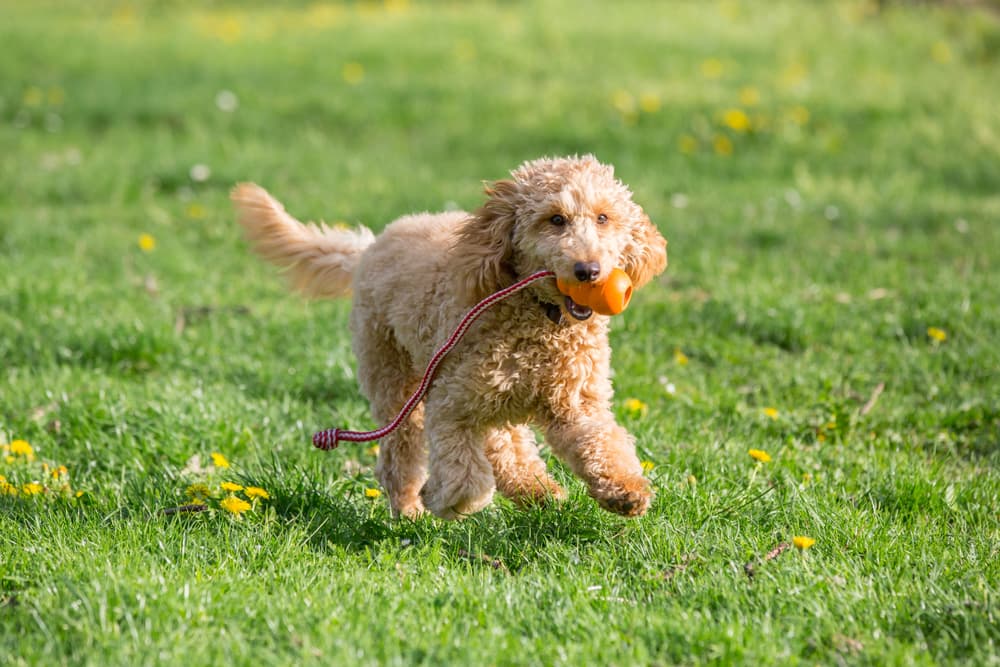 Poodle puppy running with a toy