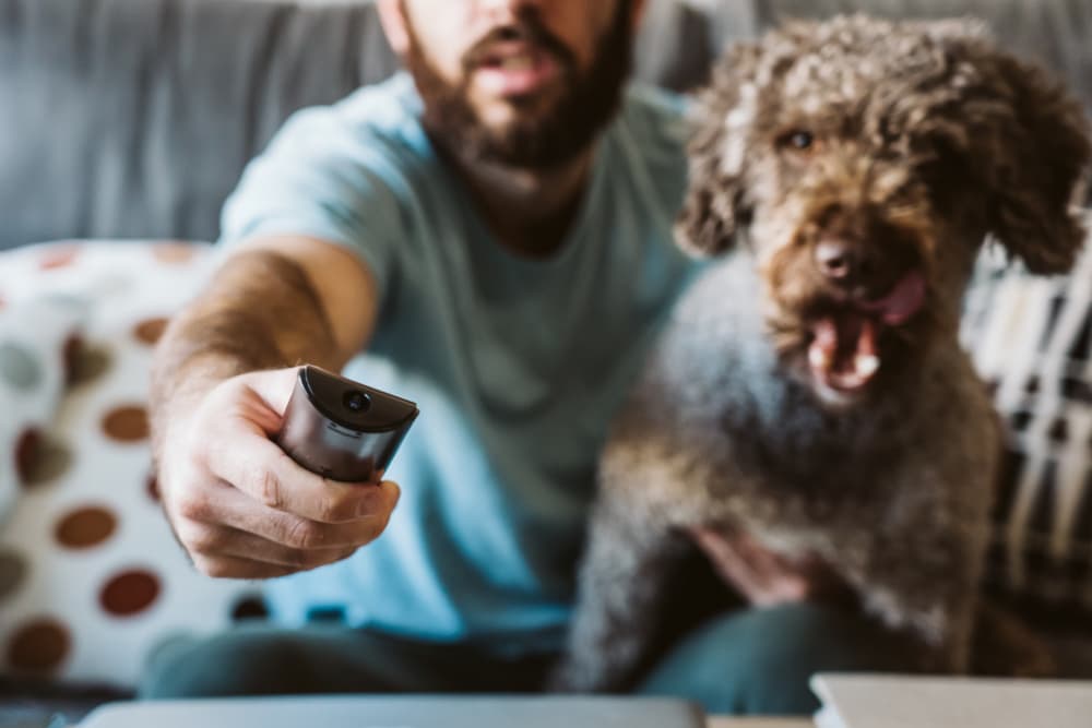 Dog and man watching television