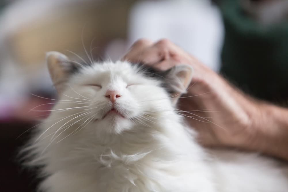 How Exactly Do Cats Purr?