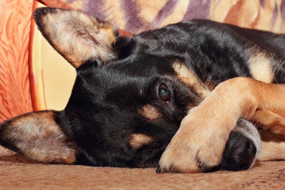 dog pawing at nose