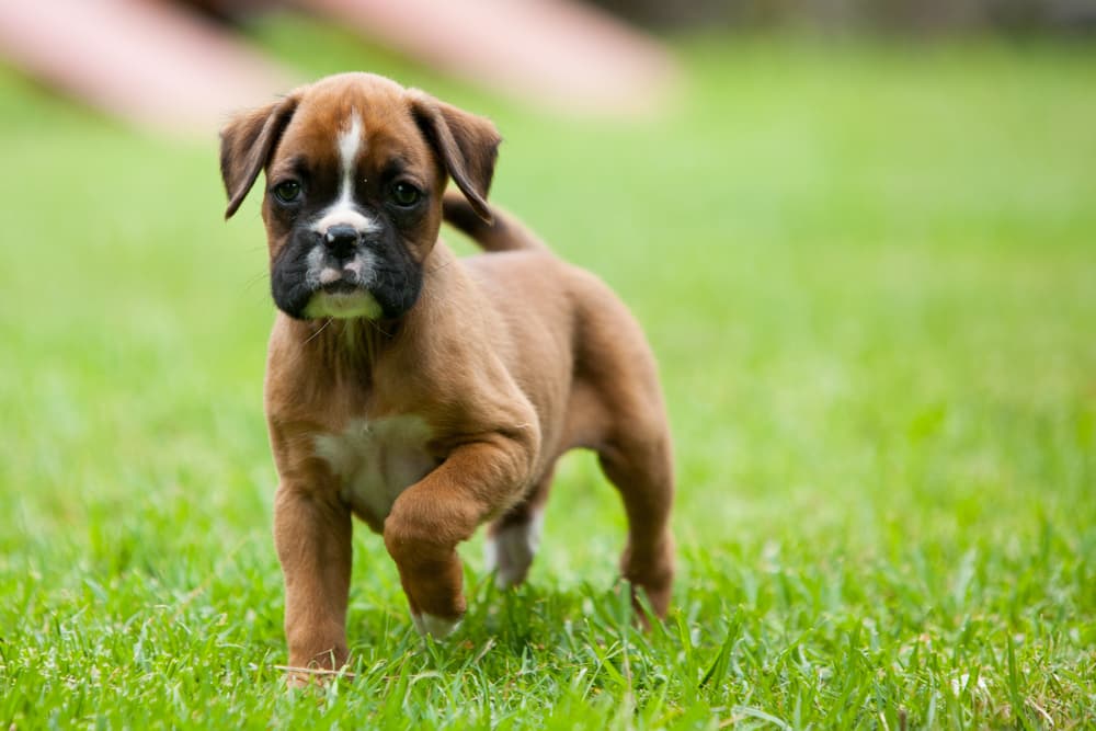 Boxer puppy looking at their owner