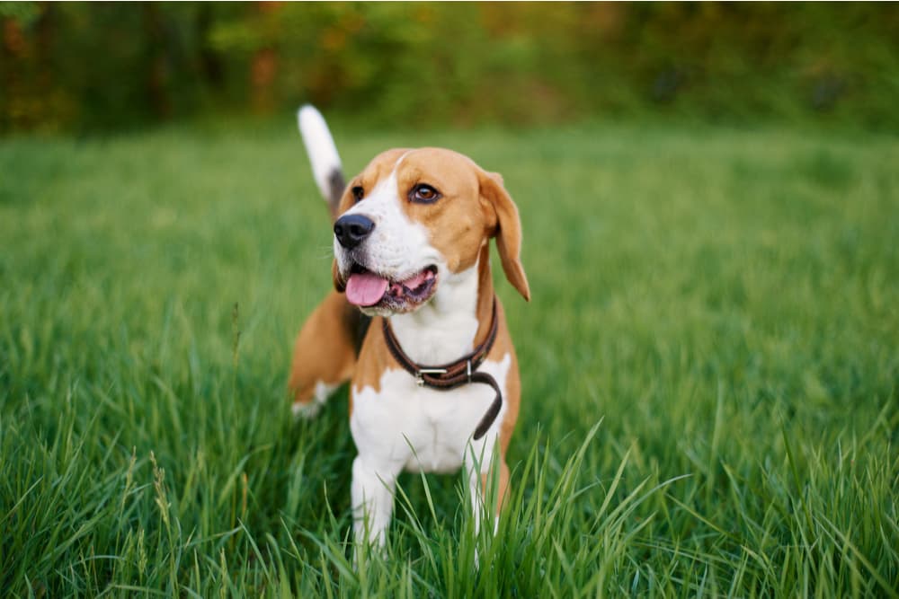 Beagle standing in a field