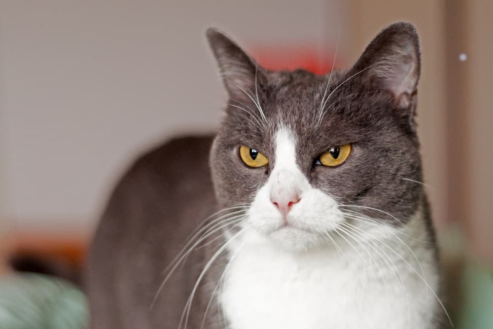 Cat looking grumpy