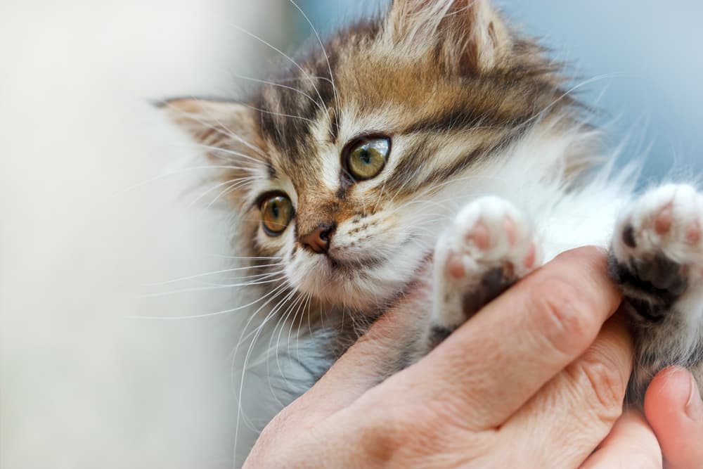 Kitten being held