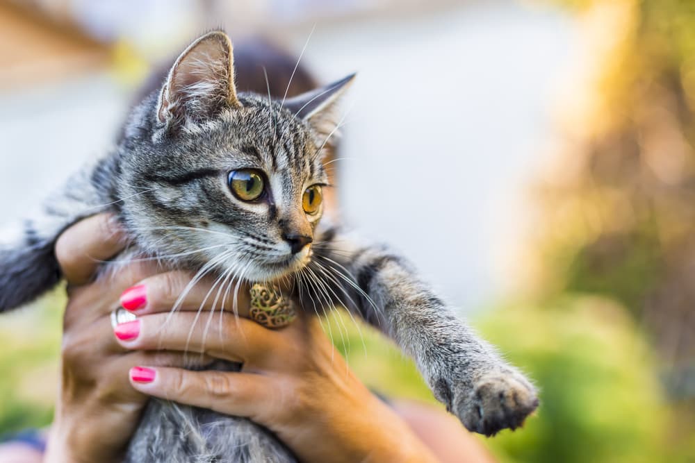 Person holding a cat outside