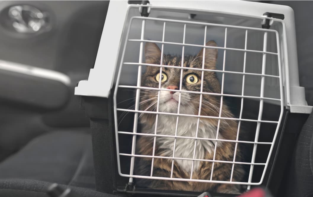 Cat in the car in a carrier