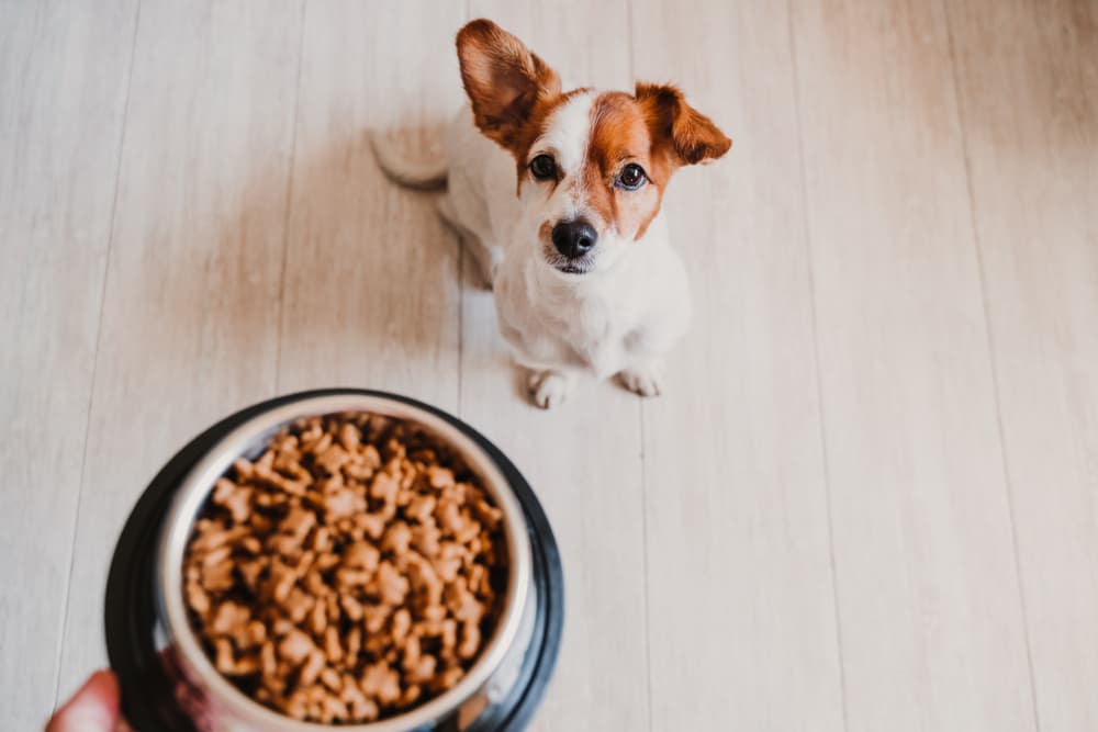 Cute puppy looking up at owner waiting to be fed