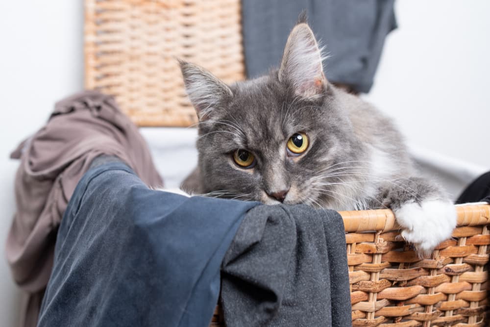 Cat lying in a laundry basket