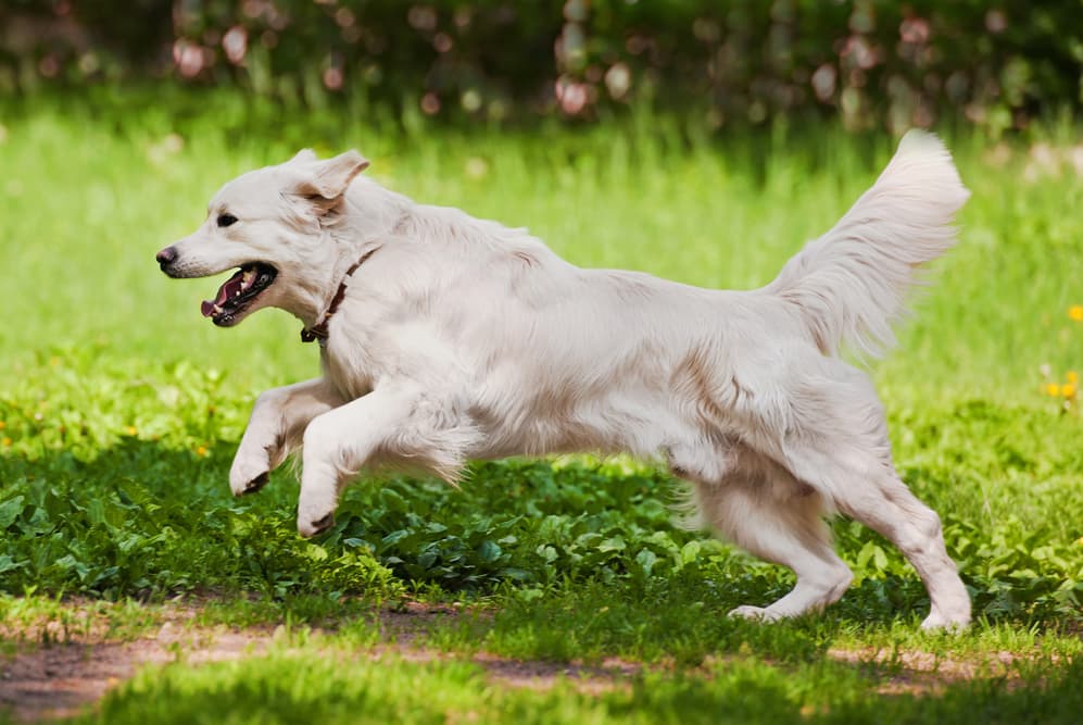Golden Retriever running outdoors