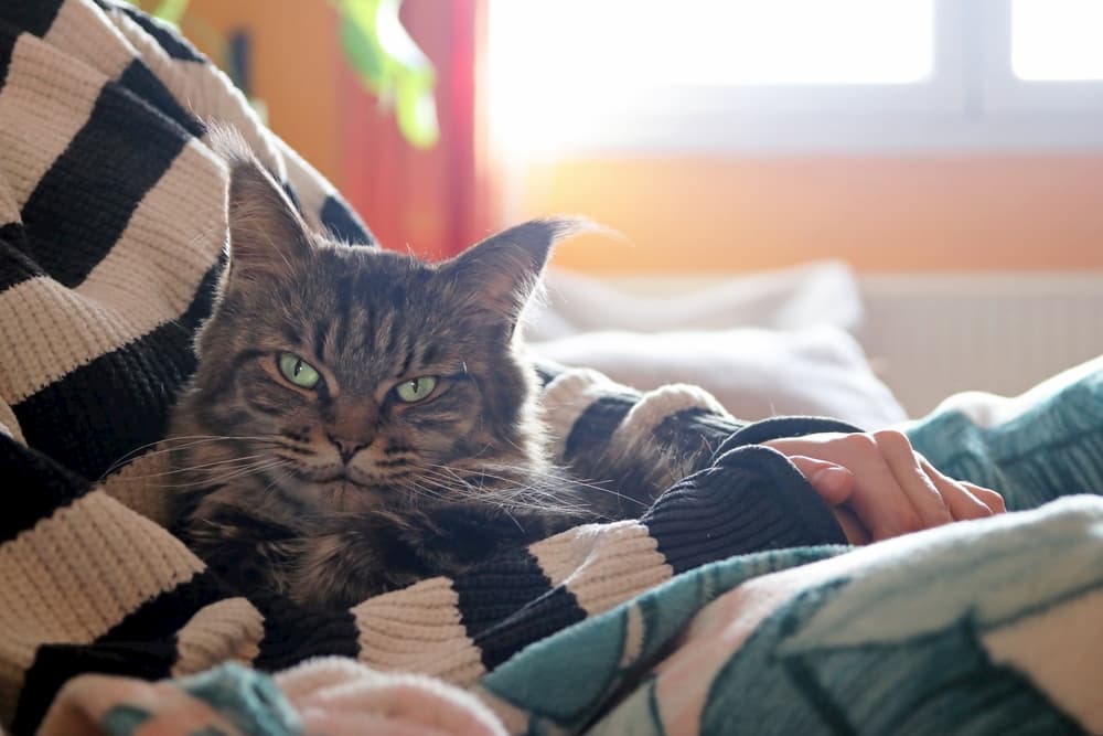 Content cat sitting with owner