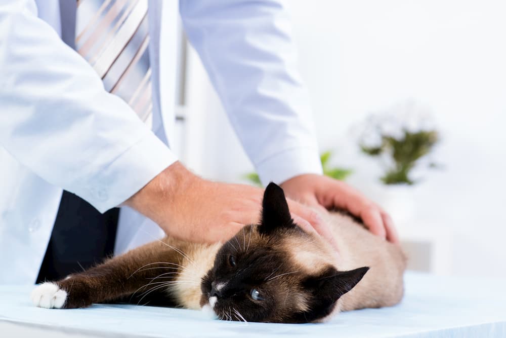 Cat at the vet having an exam