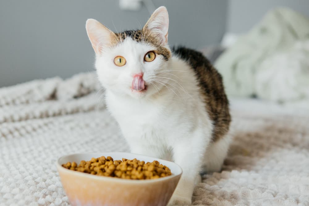 Cat eating from food bowl at home