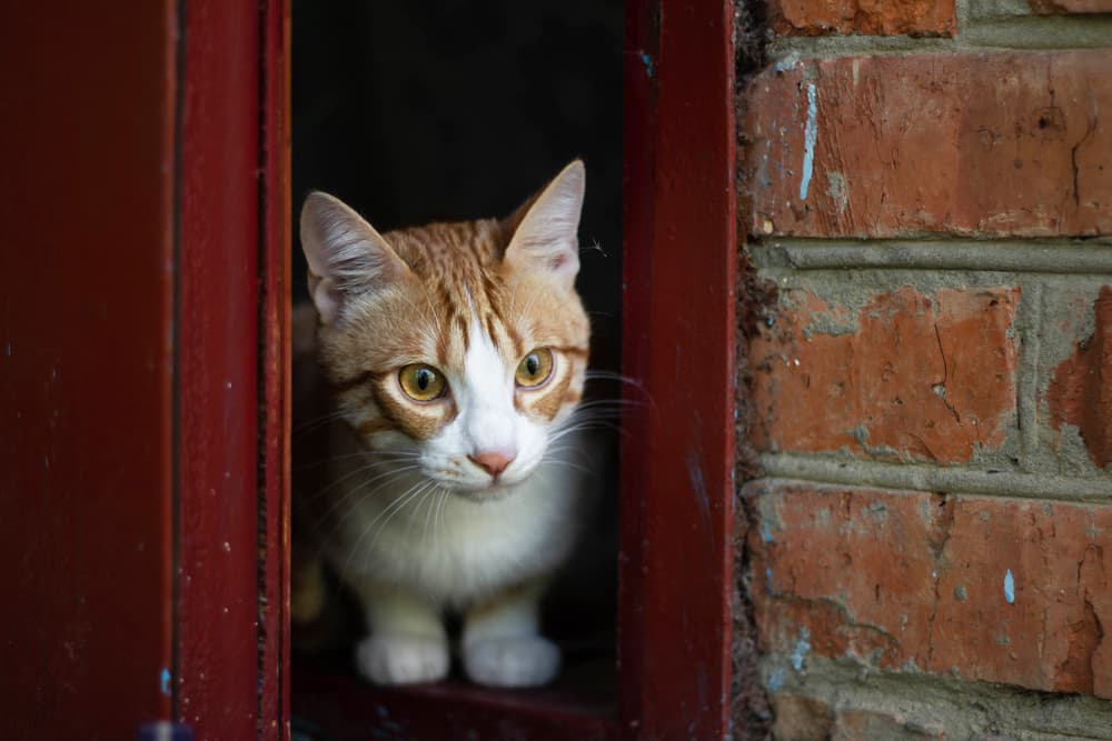 How to Calm a Cat: Tips and Advice