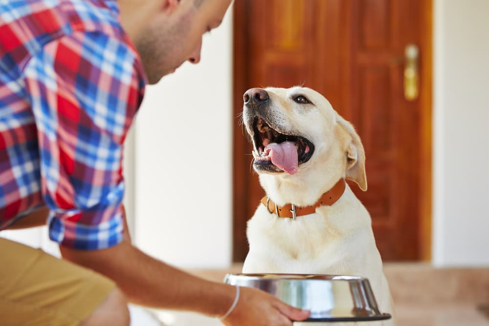 Owner feeding dog 