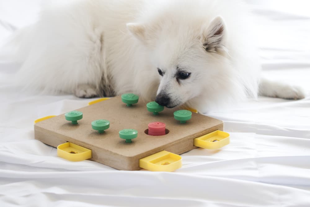 dog using food puzzle