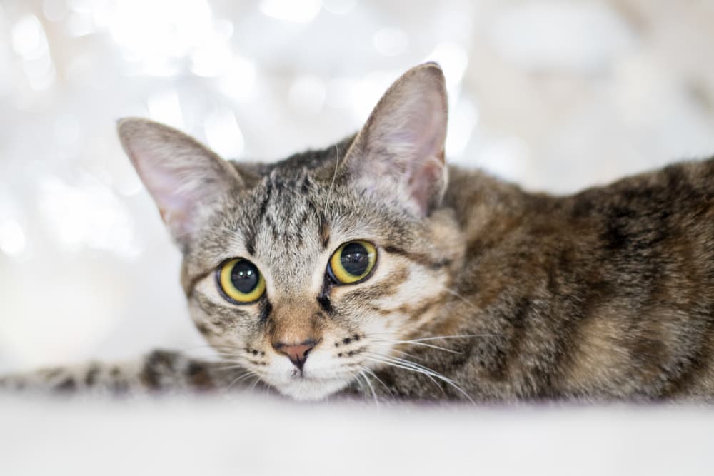 Cat looking anxious 