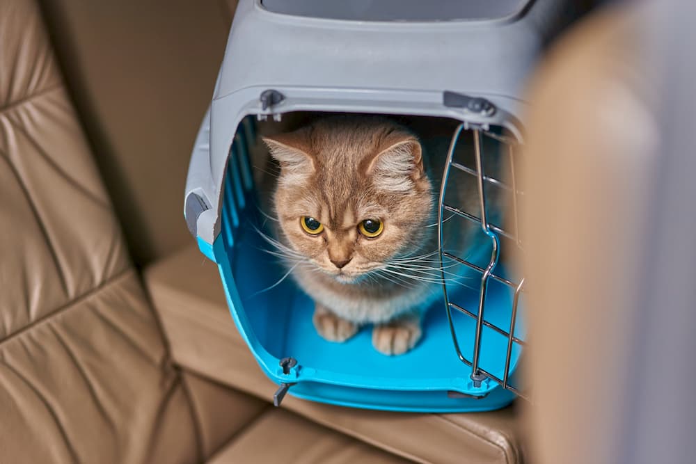 Cat sitting in backseat of car in a carrier