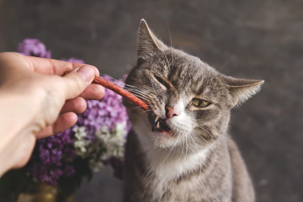 Unhappy cat eating a treat