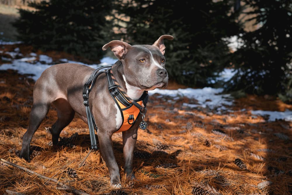 Pit bull outdoors wearing a harness