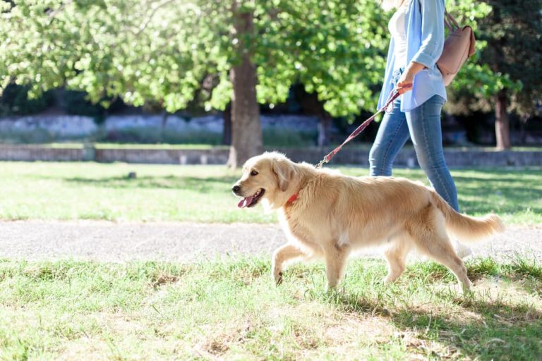 Happy dog on a walk with owner