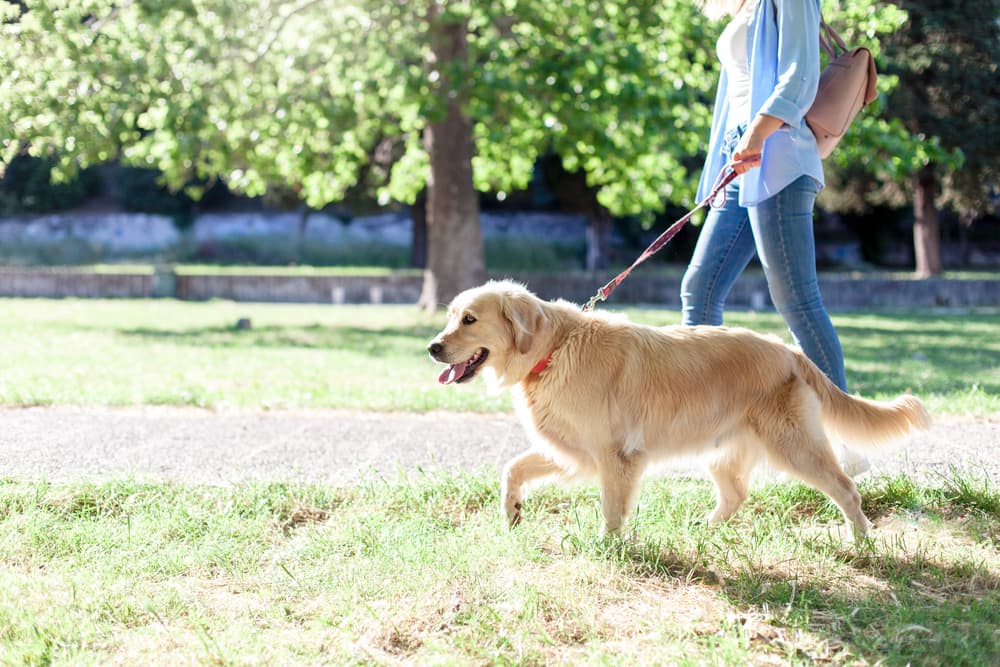 Hookworms in Dogs
