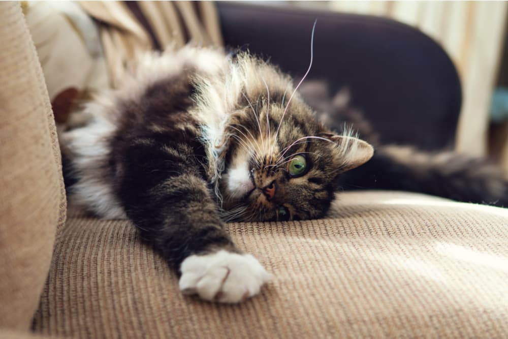 Cat stretching on couch