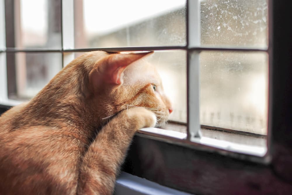 Cat looking sad out at a window