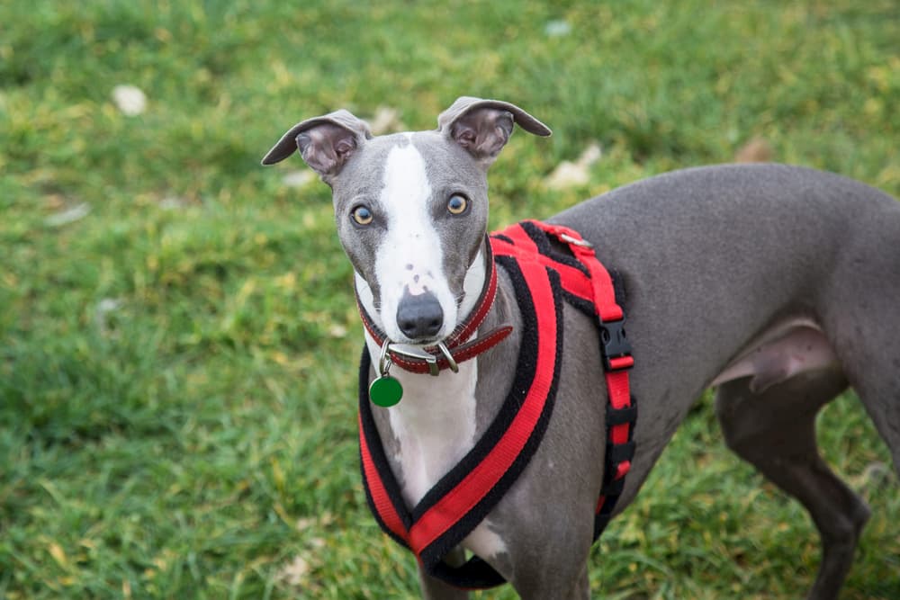 Greyhound looking surprised wearing harness outdoors