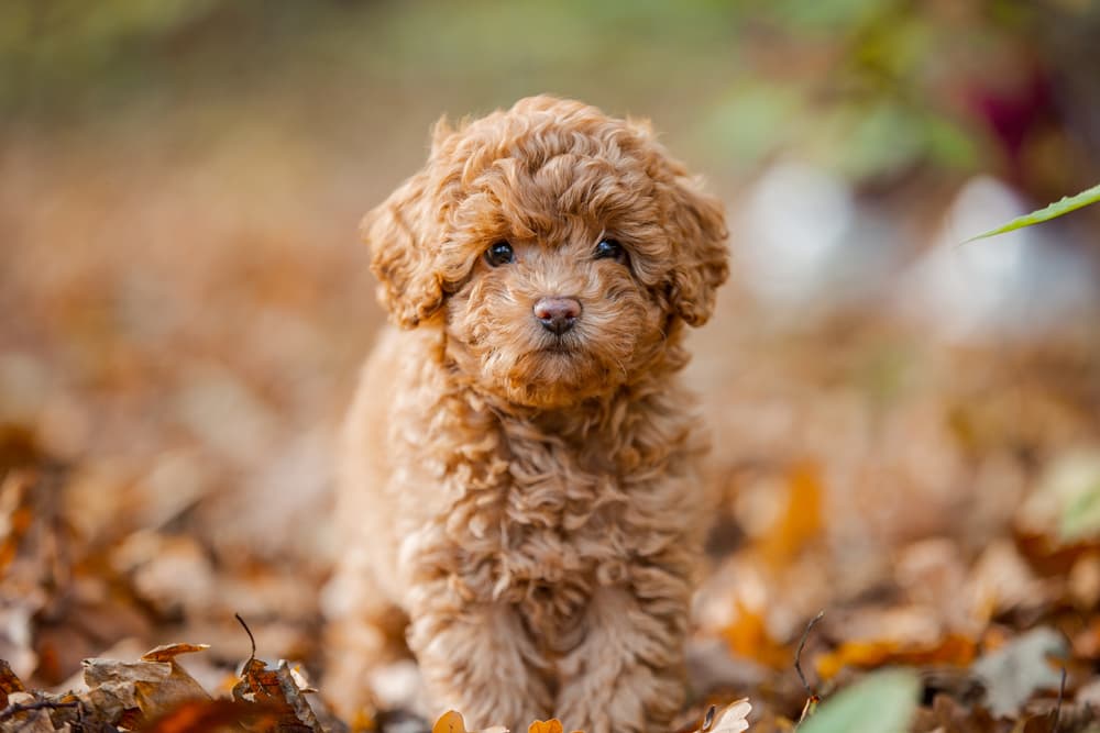 Dog Shedding: Why It Happens and When To Worry