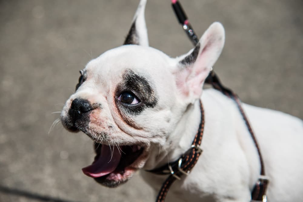 French Bulldog sneezing