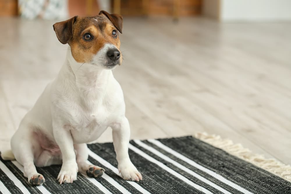 Dog looking sad after eating dirt