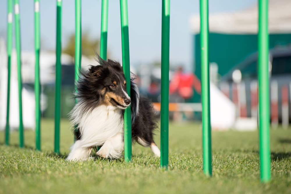 dog running through agility course