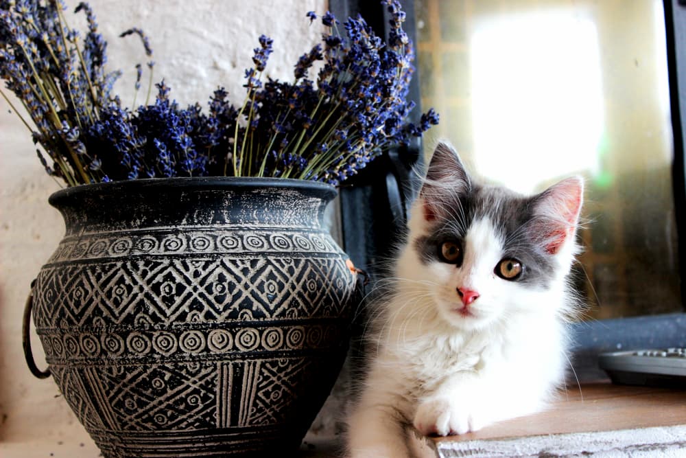 Cat laying next to a pot of dried lavender
