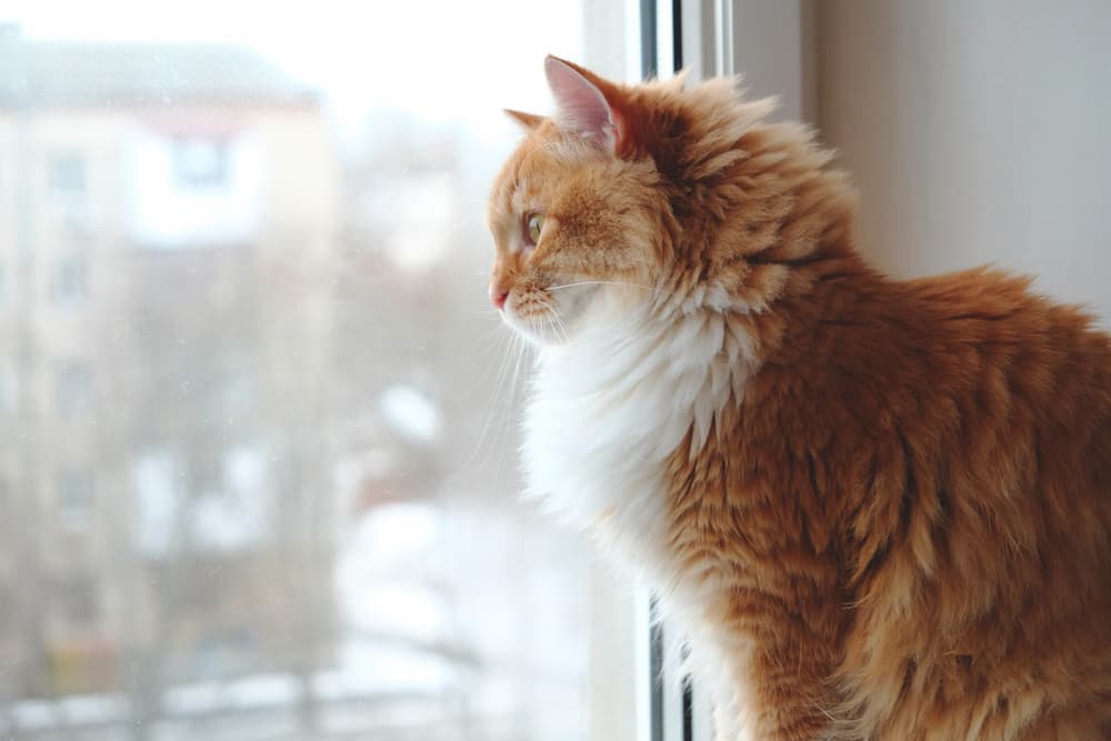 10 Things to Avoid Doing When Leaving Your Cat Alone