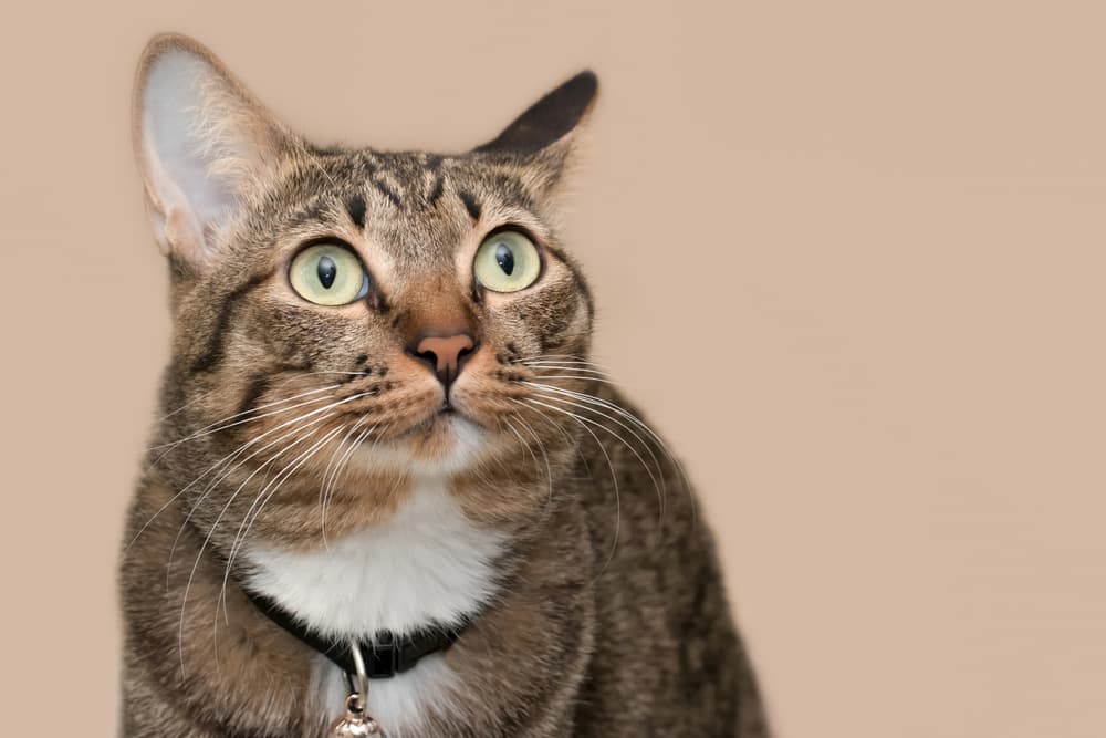 Cat looking confused