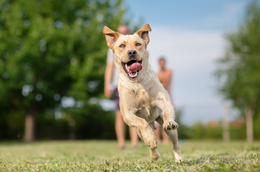 Lab running outside in park