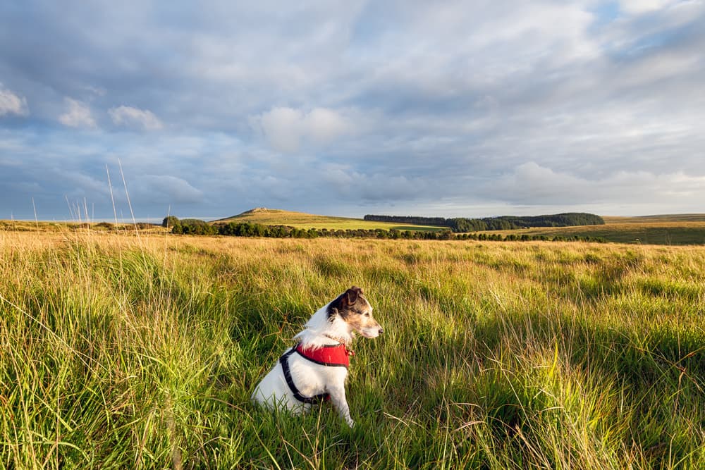 Happy dog wearing harness in a beautiful landscape