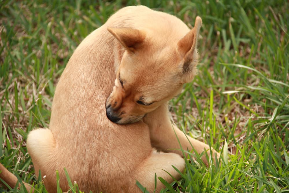 Puppy biting fur as has a skin condition