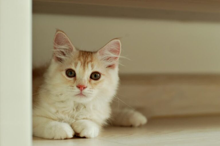 Kitten peed in a corner and is hiding