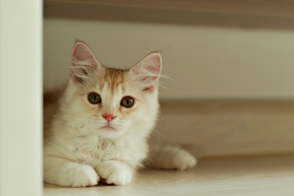 How to Clean Cat Pee: Every Step You Need to Take
