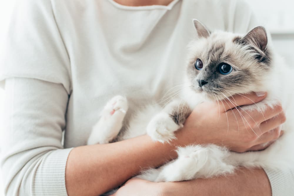 The Right Way to Pick Up a Cat: A Step-By-Step Guide