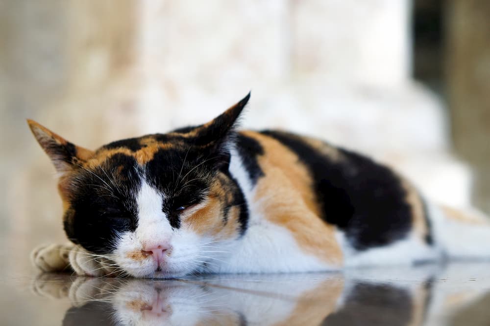 Lethargic cat laying on the ground