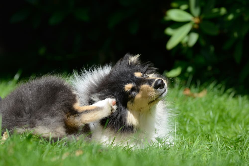Dog scratching in a meadow because of skin condition
