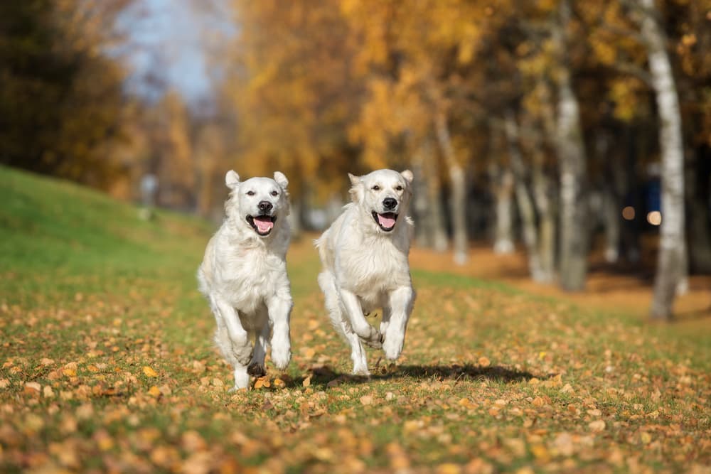 10 Most Active Dog Breeds