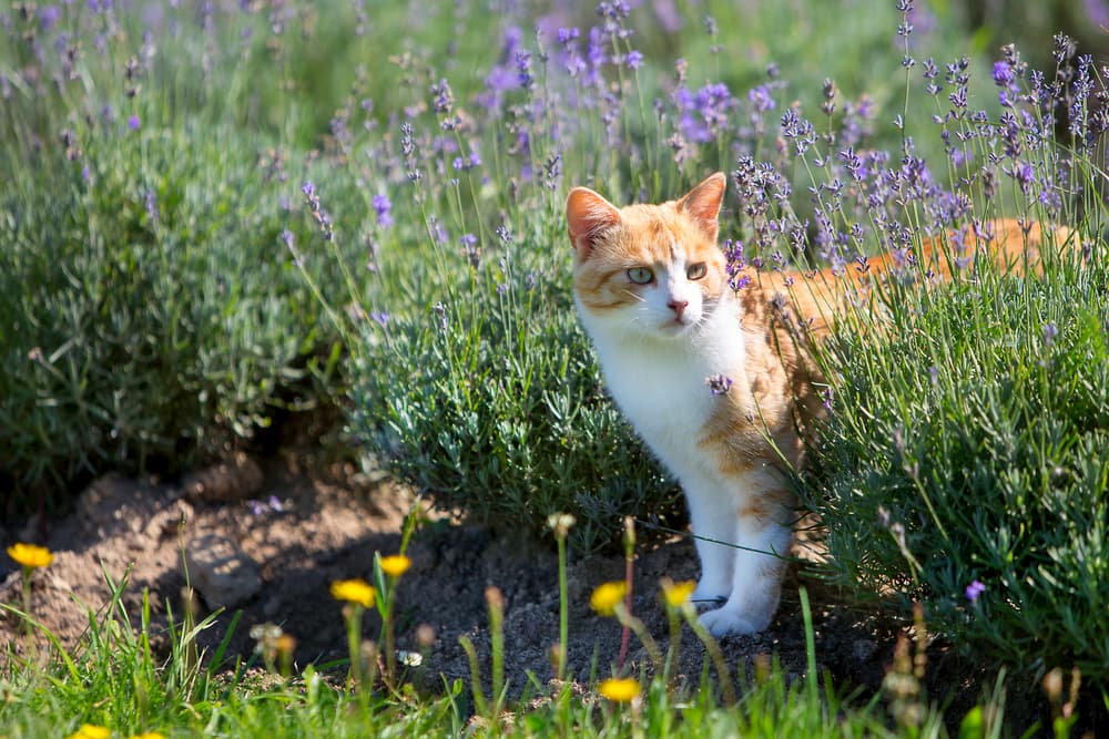 Cat around lavender plants