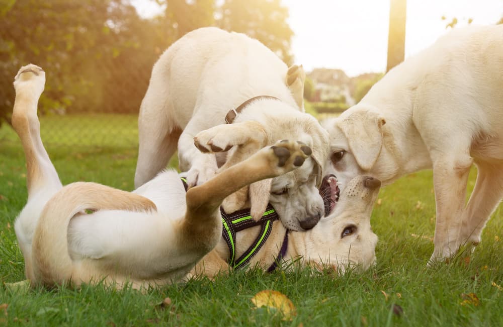 dogs playing together at park
