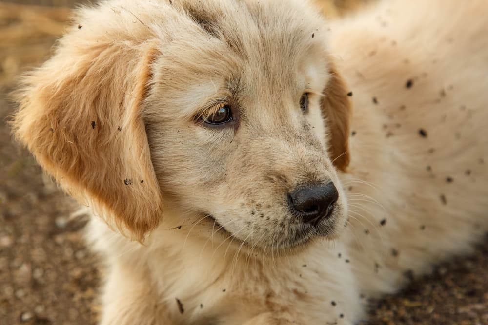 Puppy covered in specks of dirt