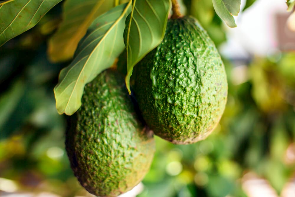 Avocado tree ripe with fruits