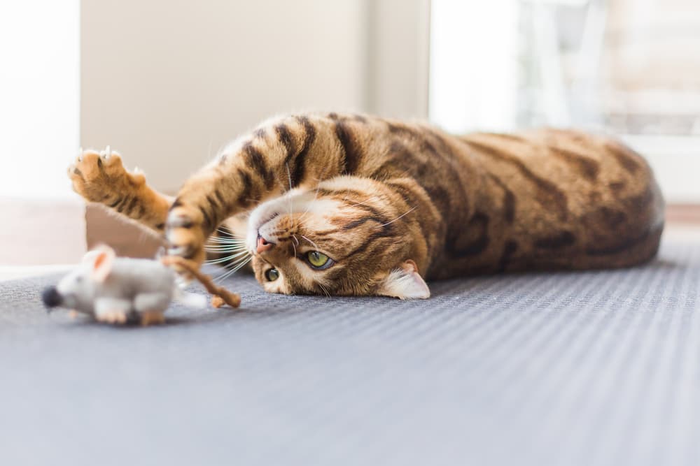 Cat playing with a mouse toy on the ground